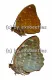 Lexias pardalis jadeitina