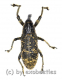 Lixus augustatus ( 20 - 29 )