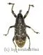 Lixus augustatus ( 20 - 29 )