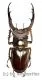 Lucanus angusticornis angusticornis ( 65 – 69 )