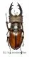Lucanus delavayi ( 40 – 44 ) A2
