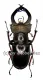 Lucanus fairmairei ( 50 – 54 )
