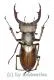 Lucanus formosus ( syno. L.cyclommatoides ) ( 40 – 44 )