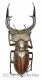 Lucanus formosus ( syno. L.cyclommatoides ) ( 45 – 49 )