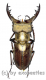 Lucanus fukinukai ( 40 – 44 )