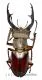 Lucanus gradivus ( 45 – 49 )