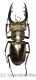 Lucanus jeanvoinei ( 50 – 54 )