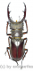 Lucanus kraatzi giangae ( 45 - 49 )