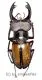 Lucanus laetus ( 40 – 44 ) A2