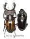 Lucanus laetus ( M 35 – 39 )