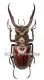 Lucanus laminifer vitalisi ( 60 – 64 )