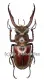 Lucanus laminifer vitalisi ( 50 – 54 )