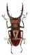 Lucanus luci ( 50 – 54 )