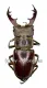 Lucanus maculifemoratus dybowskyi ( 45 - 49 )