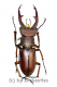 Lucanus marazziorum ( 35 – 39 )