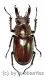 Lucanus ngheanus phuongi ( 30 – 34 )