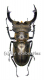 Lucanus nobilis ( 55 – 59 )