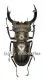 Lucanus nobilis ( 45 – 49 )