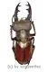 Lucanus persarinii ( 40 – 44 ) A2