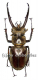 Lucanus planeti ( 55 – 59 ) A1-