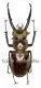 Lucanus planeti ( 55 – 59 )