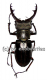 Lucanus pulchellus ( 30 – 34 )