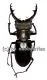 Lucanus pulchellus ( 30 – 34 )