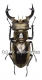 Lucanus sericeus sericeus ( 50 – 59 ) A2