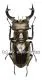 Lucanus sericeus sericeus ( 65 – 69 )