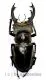 Lucanus sericeus xieyucan ( 65 – 69 )