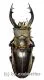 Lucanus thibetanus furcifer ( 65 – 69 )