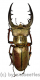 Lucanus tsukamotoi ( 40 – 44 )