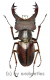Lucanus wuyishanensis ( 40 – 44 ) A2