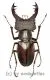 Lucanus wuyishanensis ( 40 – 44 )