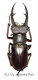Lucanus zhuxiangi ( 45 – 49 )