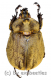 Lycomedes buckleyi ( 25 – 29 )