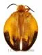 Lycus spec. ( 20 – 24 ) A2