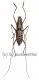 Macrochenus isabellinus aurivillius ( 20 - 24 )