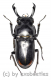 Macrodorcus ( Pogonodorcus ) bisignatus giselae ( 30 – 34 )