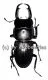 Macrodorcas recta ( 30 - 34 )