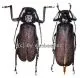 Macrotoma crenata ( M 45 – 49 )