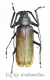 Macrotoma ( Bandar ) pascoei pascoei ( 40 - 44 )
