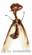Mantispidae spec. ( 15 – 19 ) A2