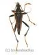 Mastododera lateralis ( 20 - 29 ) A2