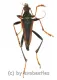 Mastododera lateralis ( 20 - 29 )