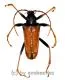 Mastododera nodicollis ( 20 - 29 )