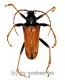 Mastododera nodicollis ( 20 - 29 )