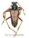 Mastododera spec. ( 20 - 24 ) A2