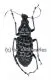 Mecotropis caelestis ( 15 - 19 )