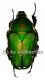 Mecynorrhina torquata immaculicollis ( 50 – 59 ) A2